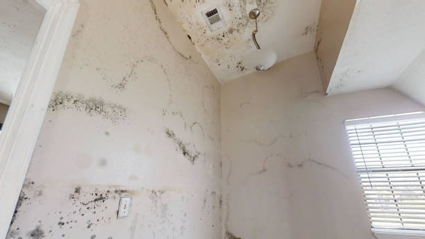 Best Basement Mold Removal  in Millbrook, AL