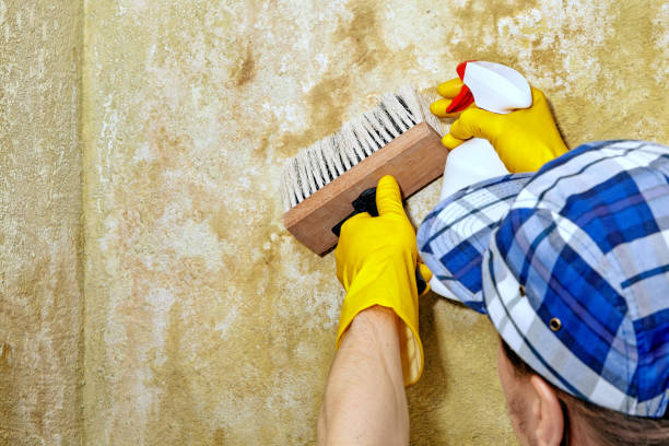 Best Mold Prevention Services  in Millbrook, AL