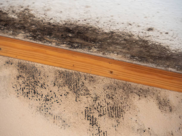 Best Airborne Mold Testing  in Millbrook, AL