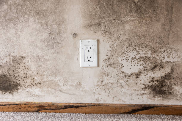 Dehumidification Services in Millbrook, AL