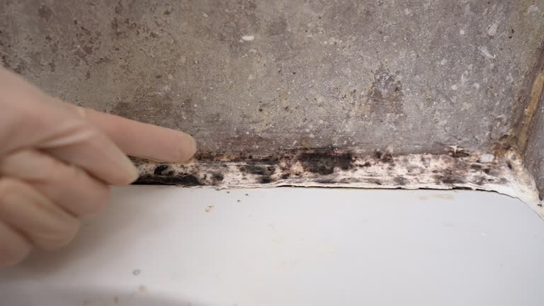 Best Industrial Mold Remediation  in Millbrook, AL