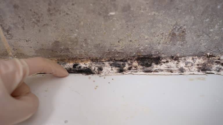 Best Commercial Mold Inspection  in Millbrook, AL